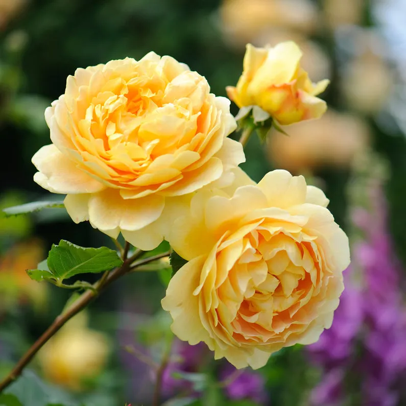 Golden Celebration Rose (Bare Root)
