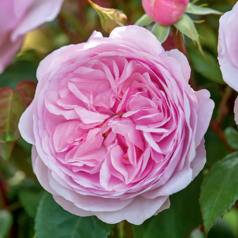 Olivia Rose Austin (Bare Root)