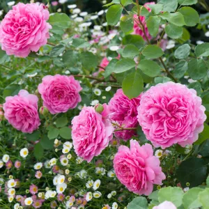 Princess Alexandra of Kent Rose (Bare Root)