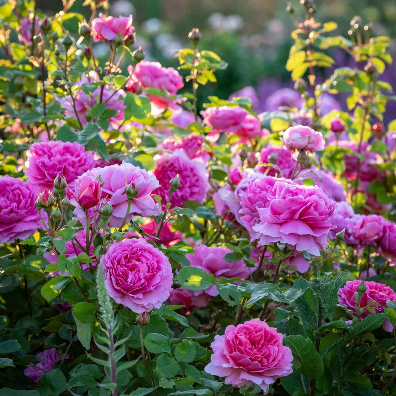 Princess Alexandra of Kent Rose (Bare Root)