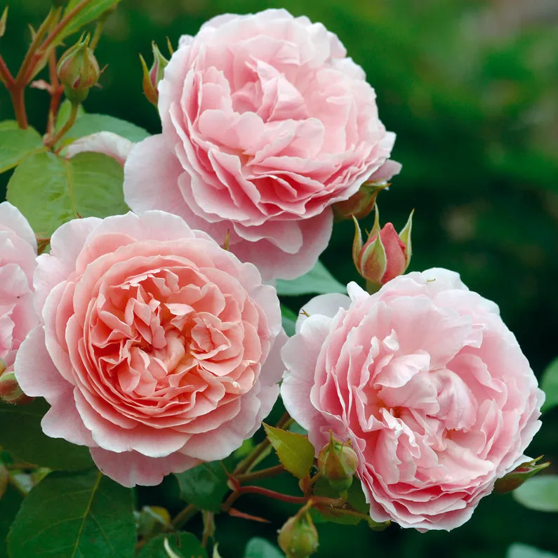 Strawberry Hill Rose (Bare Root)
