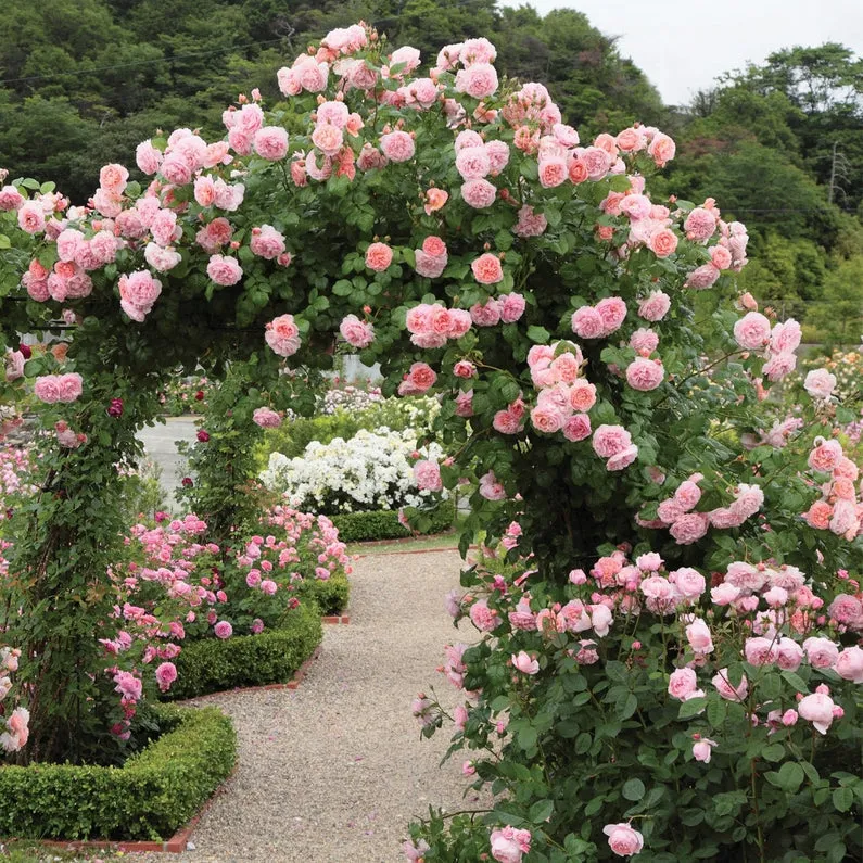 Strawberry Hill Rose (Bare Root)