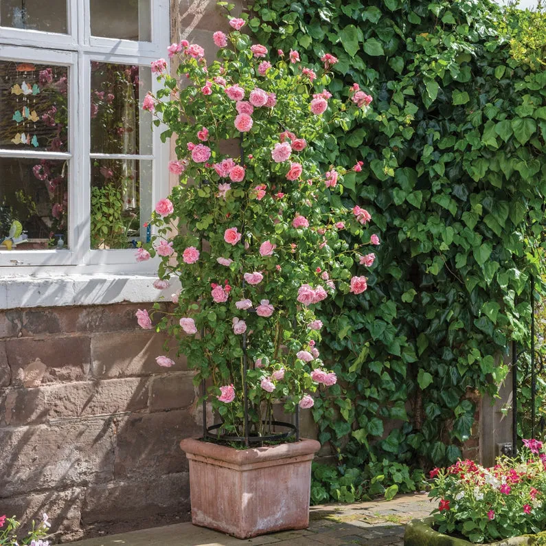 Strawberry Hill Rose (Bare Root)