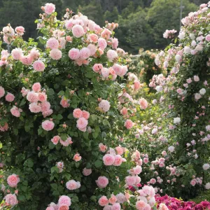 Strawberry Hill Rose (Bare Root)